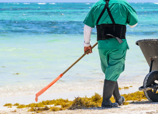 Sargassum Removal Image